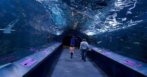 Chicago aquarium hours - 701 Whirlpool St. Niagara Falls, NY 14301 (716) 285-3575. info@aquariumofniagara.org